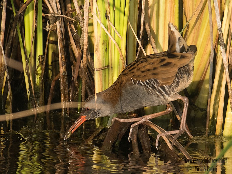 Water Rail 